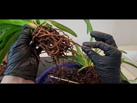 Видео: Деление и посадка Paphiopedilum Harbingers Dark Ages