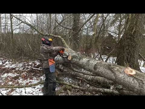 Видео: Как повалить березу с помощью лебедки
