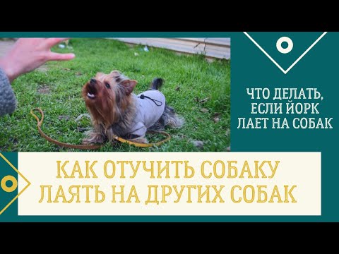 Видео: DogVlog. Как отучить собаку лаять на других собак. Что делать, если йоркширский терьер лает на собак