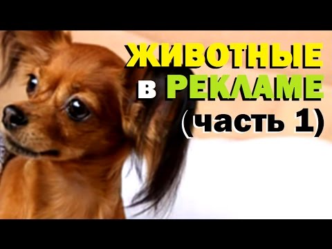 Видео: Галилео. Животные в рекламе (часть 1)