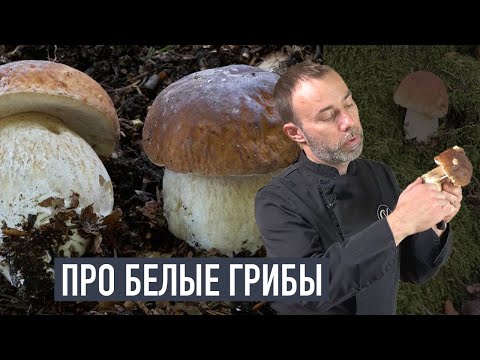 Видео: За грибами во Франции