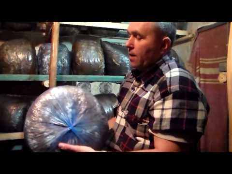 Видео: Ревизия грибных блоков-простые приёмы.