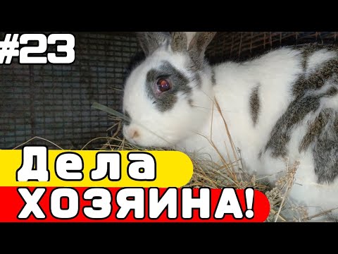 Видео: Жизнь в ДЕРЕВНЕ #23 | Уход за КРОЛИКАМИ! | Дела ХОЗЯИНА!