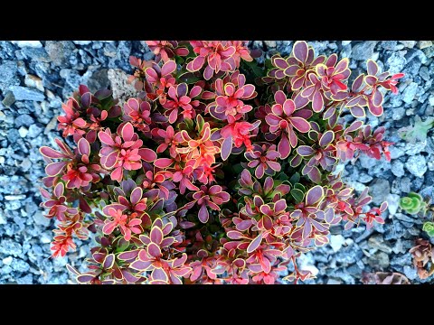 Видео: Сорти барбарисів в моєму саду