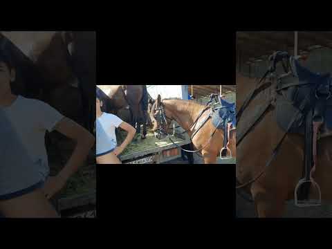 Видео: Айғыр мініс аттар, Алматы Бәйдібек би ауылы мал базар. 30 07 2023