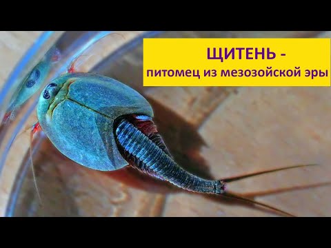 Видео: Щитень - живое ископаемое и милый питомец! Наталья Носова