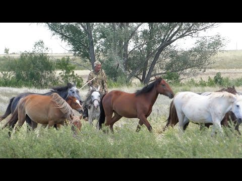 Видео: Лошади на Донгузе.  Июль.