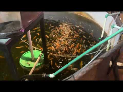 Видео: Карпы КОИ в гараже Много Текущее