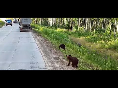 Видео: #Аудит#Медведи# маленькие на дороге.Работа ЧНГПУ #Республика Саха Якутия#. Вахта на Чаянде 2022 год.