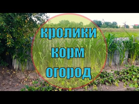 Видео: Чем кормить кроликов с огорода часть 2?!