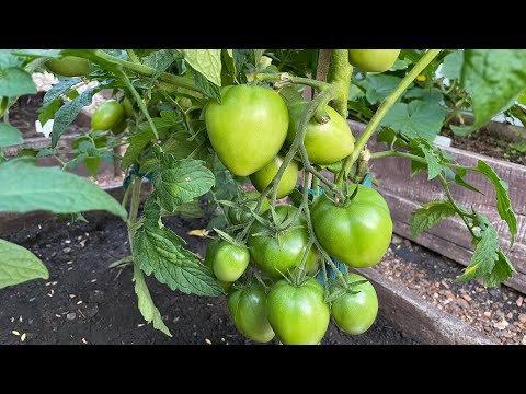 Видео: ПОДКОРМКА для завязывания и восстановления томатов!