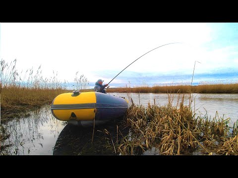 Видео: ПЛОТВА ПОШЛА!!! ВОТ ЭТО БАТОНЫ! Рыбалка на поплавок
