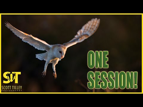 Видео: Фотографировать сипуху в Великобритании стало проще