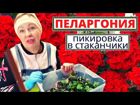 Видео: Пересадка ПЕЛАРГОНИИ из таблеток. На что обратить внимание при пикировке в стаканчики?