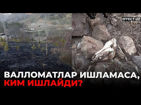Видео: ҲАЙВОНЛАРНИ ЎЛДИРАЁТГАН «ҲАЙВОНЛАР»… – EFFECT UZ