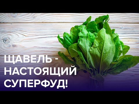 Видео: ЩАВЕЛЬ – настоящий СУПЕРФУД! | Доктор 24