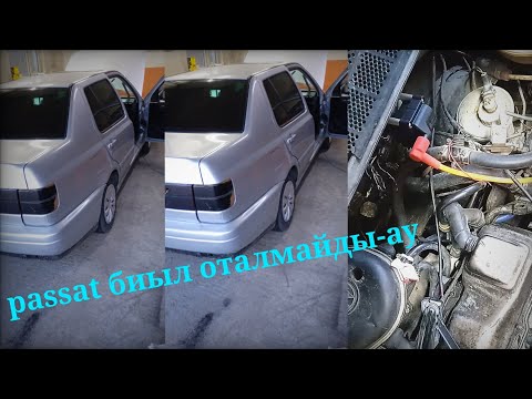 Видео: Өмірден шаршаған пассат бері қайтқысы келмеді