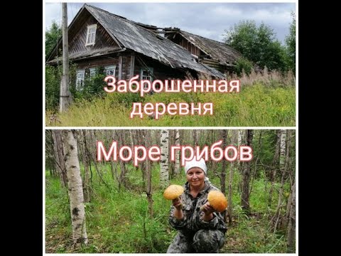 Видео: Поехали за грибами, а оказались в заброшенной деревне! Проверка овса перед охотой!