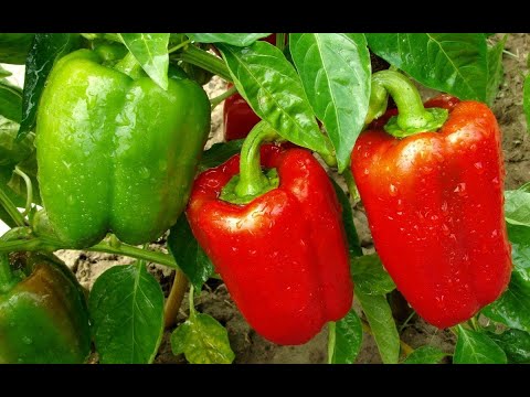 Видео: Высадка сладкого перца в грунт