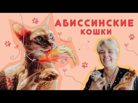 Видео: Абиссинские кошки — дрессировка, любовь к людям, любопытство / Сколько стоят абиссины?