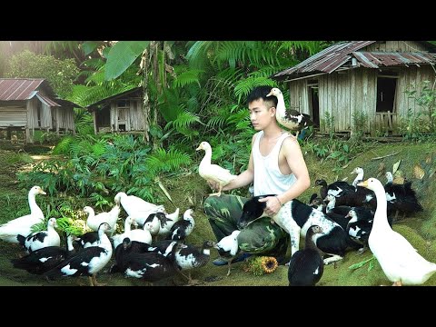 Видео: Отлов диких уток. Удачный день. Молодой человек уехал из города в лес и стал жить самостоятельно.