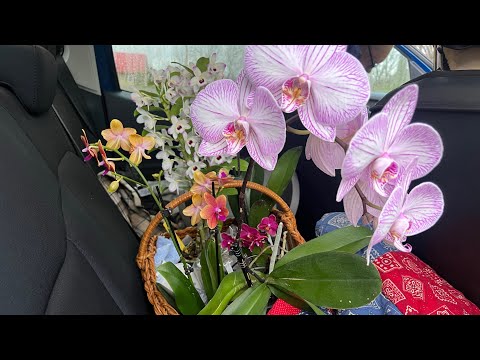 Видео: Обзор цветущих орхидей за март. Мои короли и королевы. Фраг Ковача и дендробиум нобиле - короли!😁❤️