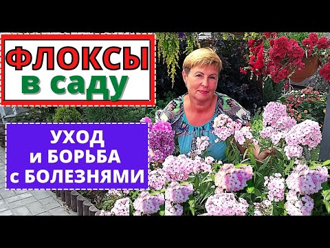 Видео: Флоксы в саду выдержали жару и засуху. Уход за цветами  и борьба с болезнями