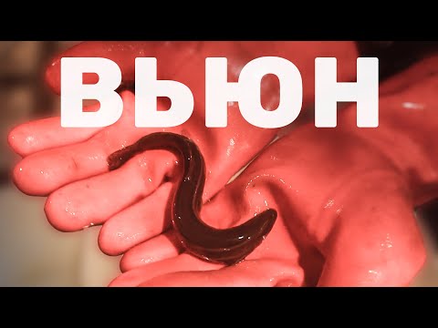 Видео: Зачем в пруду Вьюн? Зарыбление пруда Вьюном (Пискун)