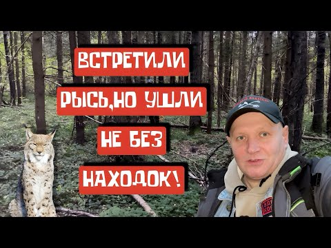 Видео: ВСТРЕТИЛИ РЫСЬ,НО УШЛИ НЕ БЕЗ НАХОДОК!