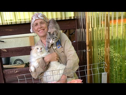 Видео: Черника. Огород. Животные. Июль-август-сентябрь 2025