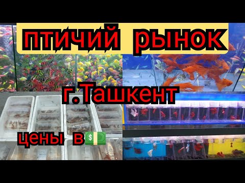 Видео: Птичий рынок(базар) Узбекистан Ташкент, каракамыш