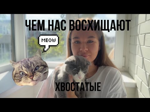 Видео: 9 вещей, которые восхищают нас в кошках