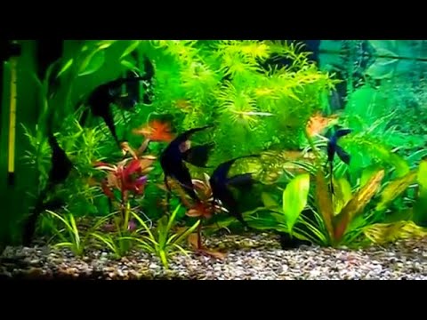 Видео: #Aquarium. Чёрные скалярии и другие соседи.