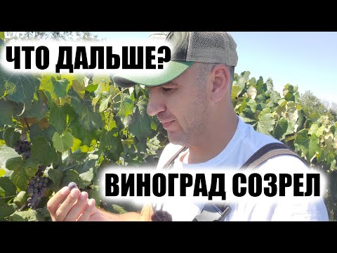 Видео: На чем бы еще подзаработать фермеру аграрию. Виноград. Виноделие