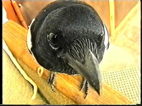 Видео: Сорока в вашем доме.  Нескучная жизнь.