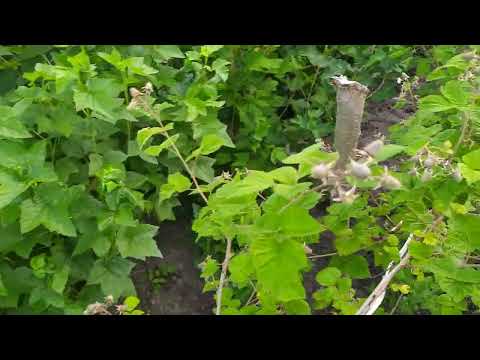 Видео: Зав'язь малини Пшехіба/Сюрприз від Джоан Джей