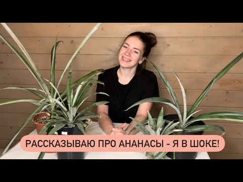 Видео: Выращиваю ананасы дома: пересадки, вредители и азалия