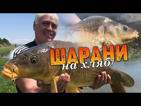 Видео: ШАРАНИ на ХЛЯБ /  Каракуди и шарани по селски...