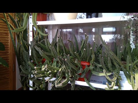 Видео: #799.Как пересадить ампельные растения,не повредив их.