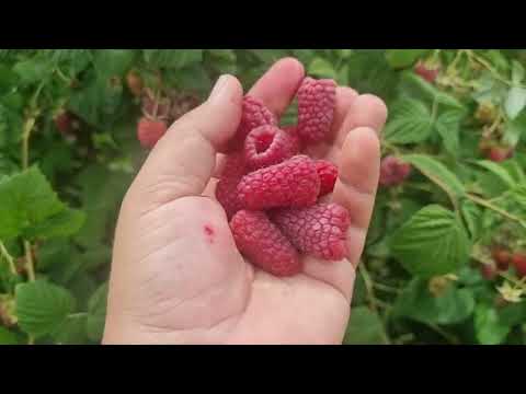 Видео: Малина на 24.06.2022г. Пшехиба, Маравилла, Овация, Делнива и Таруса.