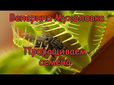 Видео: Как Вырастить Венерину Мухоловку (Дионея) из семян