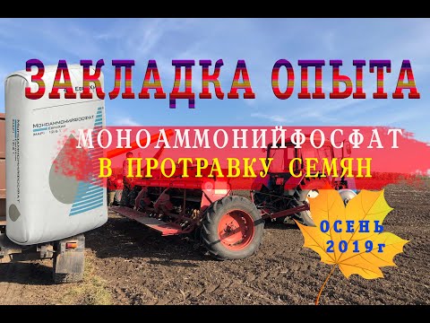 Видео: Протравливание семян озимой пшеницы. ЗАКЛАДКА опыта по обработке семян Моноаммонийфосфатом.