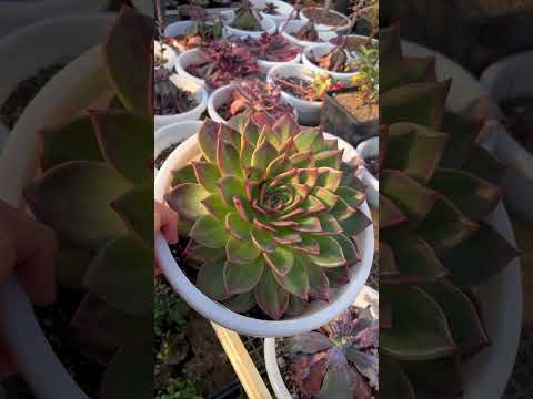 Видео: ОГРОМНАЯ ЭХЕВЕРИЯ ECHEVERIA RARE SUCCULENTS CACTUS PLANTS
