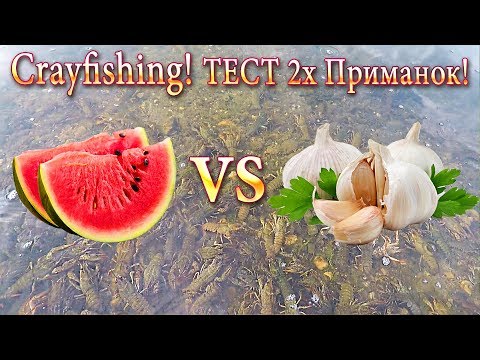 Видео: Раки! Ловля Раков! Арбуз против Чеснока! Тест 2х Приманок: