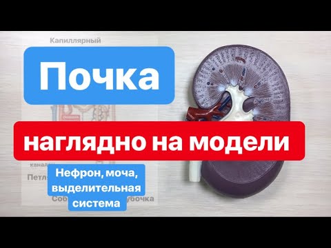 Видео: ПОЧКА и нефрон: строение и функции, для ОГЭIЕГЭ.Наглядное строение почки на модели.ЕГЭIОГЭ