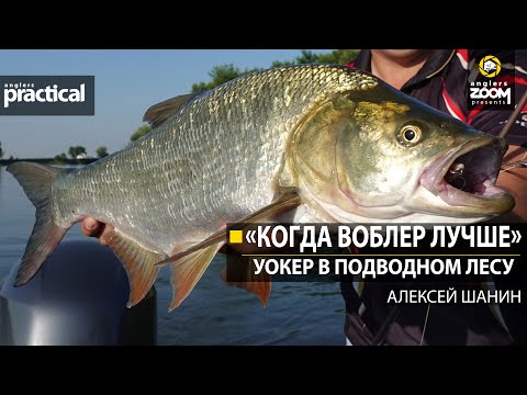 Видео: "Когда воблер лучше".  Уокер в подводном лесу. Алексей Шанин. Anglers Practical