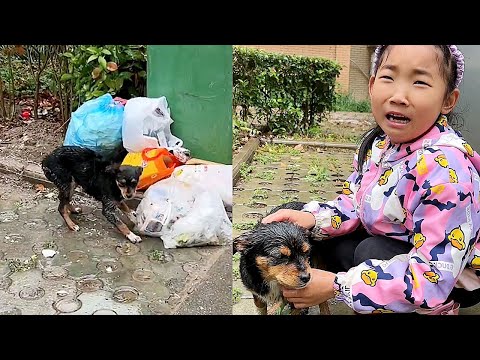 Видео: Моя дочь слезами умоляла приютить щенка, питавшегося мусором,но у нас уже было три бездомные собаки