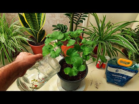 Видео: Герань гулига тогри сув куйиш ва канча сув куйиш. ЭНГ ТОГРИ УСУЛ.