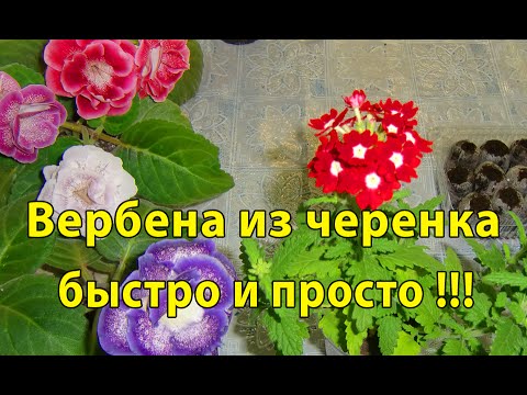 Видео: 🌼ВЕРБЕНА ИЗ ЧЕРЕНКОВ !!! Быстро и просто !!! Красотки🌼 🌱