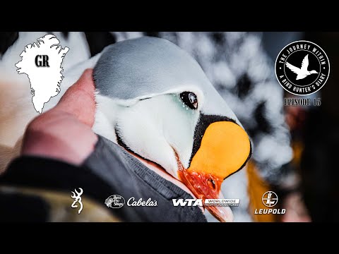 Видео: ПЕРВАЯ в истории снятая охота на гагу-гребенушку в Гренландии — «Путешествие внутри», «Борьба с в...